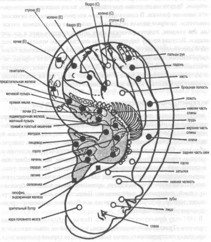 Проекция органов на ухе человека фото